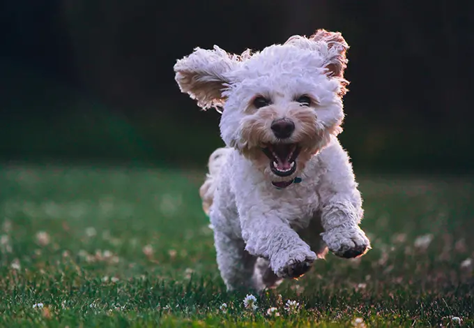 O Bng solicita dotaci&oacute;n da &aacute;rea canina recollendo suxesti&oacute;ns 