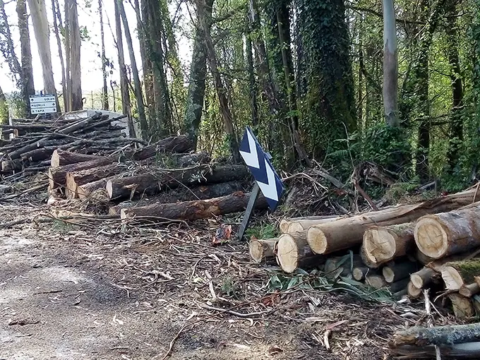 Madeira sen recoller en Soandres