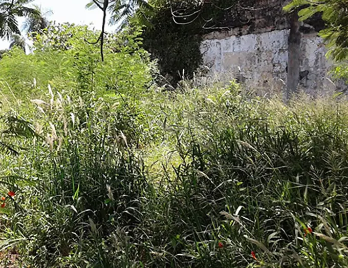 Parcelas con maleza en distintos puntos da Laracha