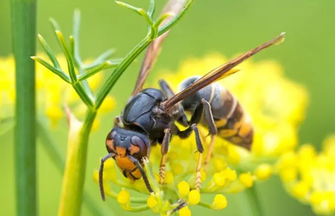 Imaxe da avespa velutina