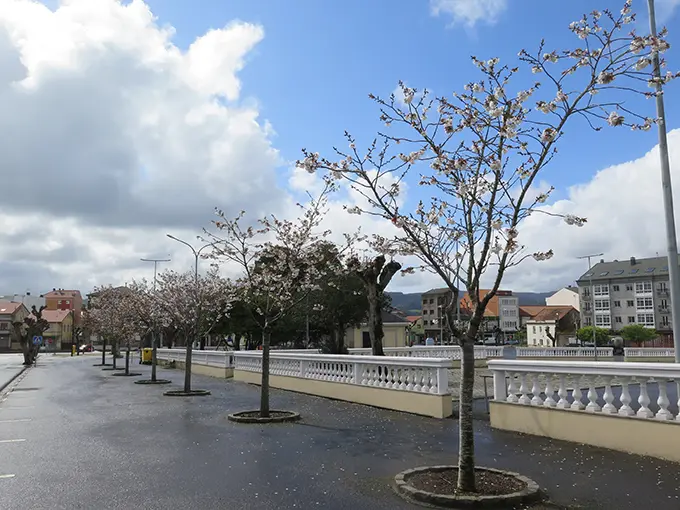 Cerdeiras en flor no Concello da Laracha