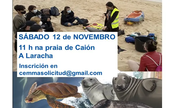 Obradoiro de rescate de mam&iacute;feros mari&ntilde;os na praia de Cai&oacute;n