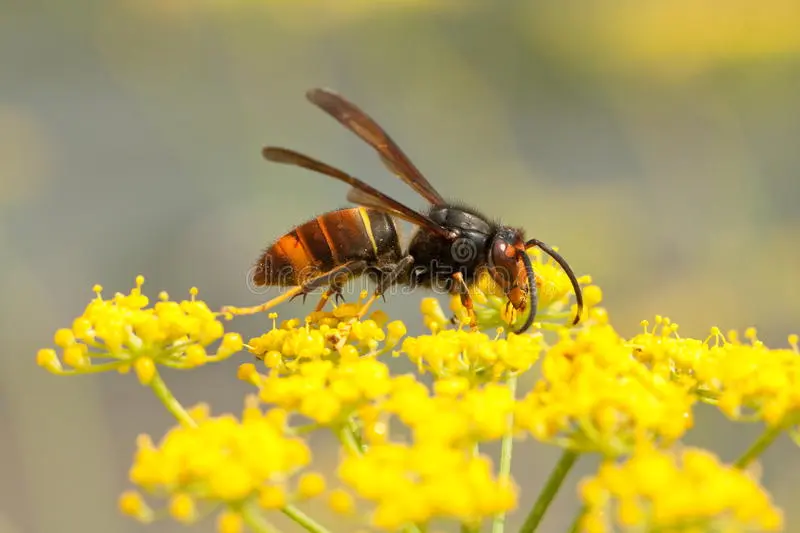 Foto avespa velutina.