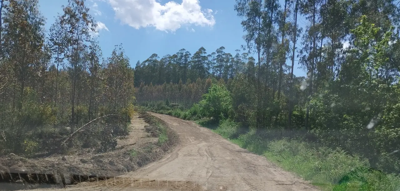 Pista forestal de Montemaior reaberta tralos danos realizados polas talas..