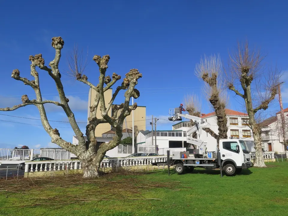 Poda de &aacute;rboles en el Campo da Feira de Paiosaco.