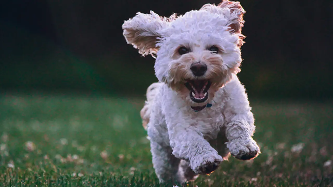 O Bng solicita dotaci&oacute;n da &aacute;rea canina recollendo suxesti&oacute;ns 