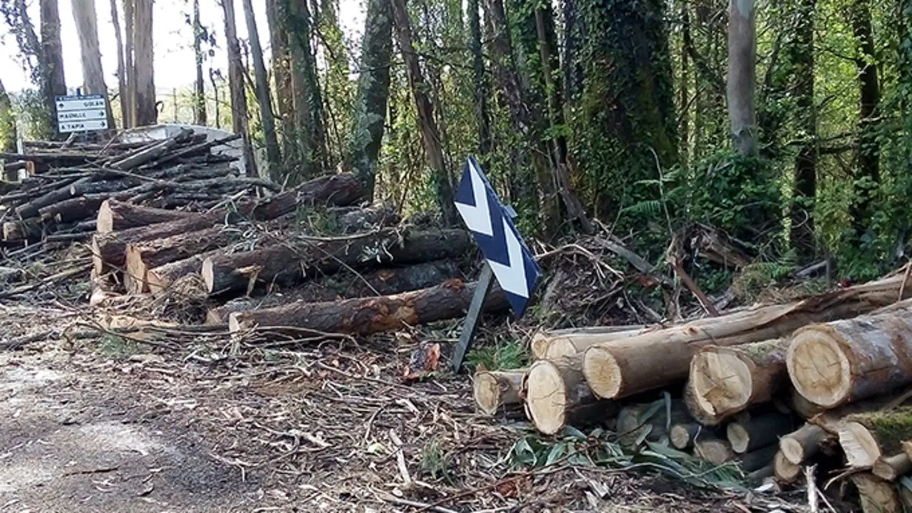 Madeira sen recoller en Soandres