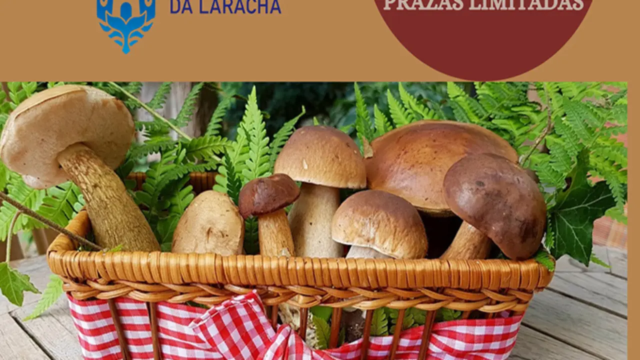 Xornada de micolox&iacute;a no Concello da Laracha