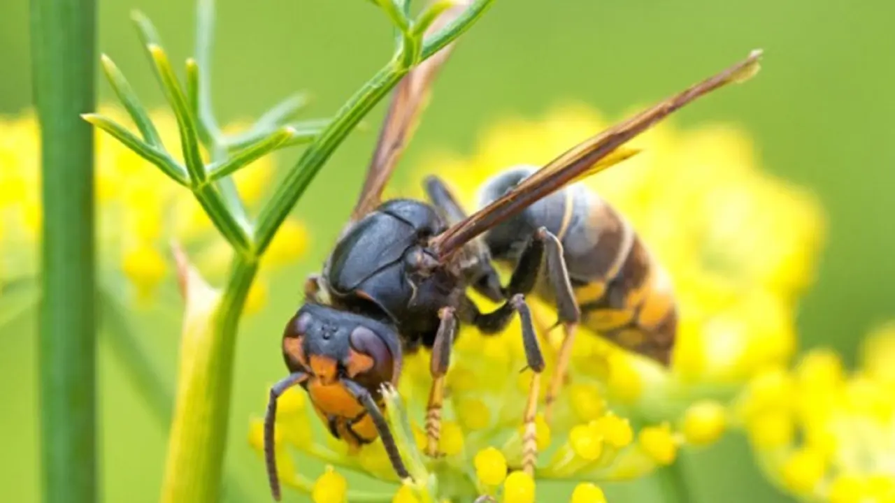 Imaxe da avespa velutina