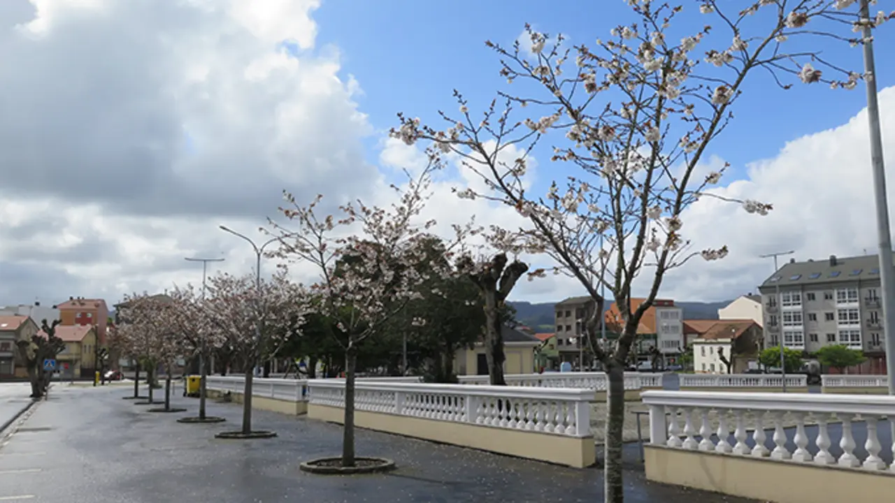Cerdeiras en flor no Concello da Laracha