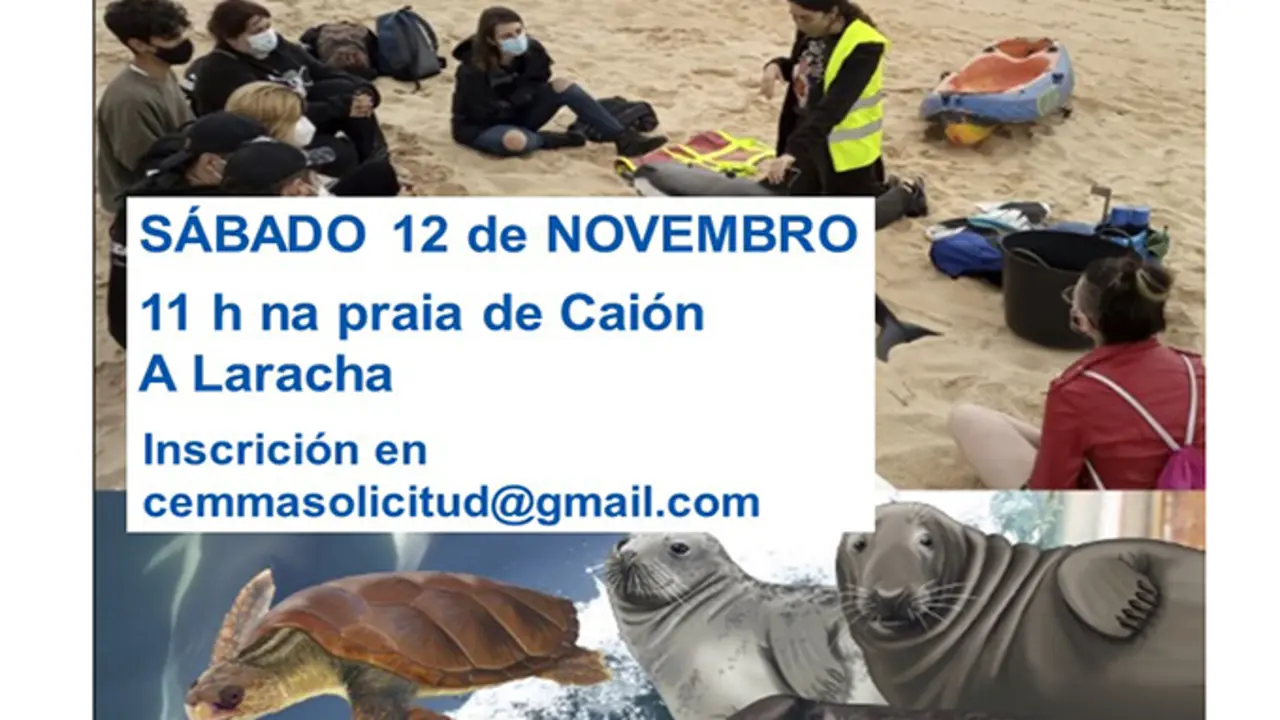 Obradoiro de rescate de mam&iacute;feros mari&ntilde;os na praia de Cai&oacute;n
