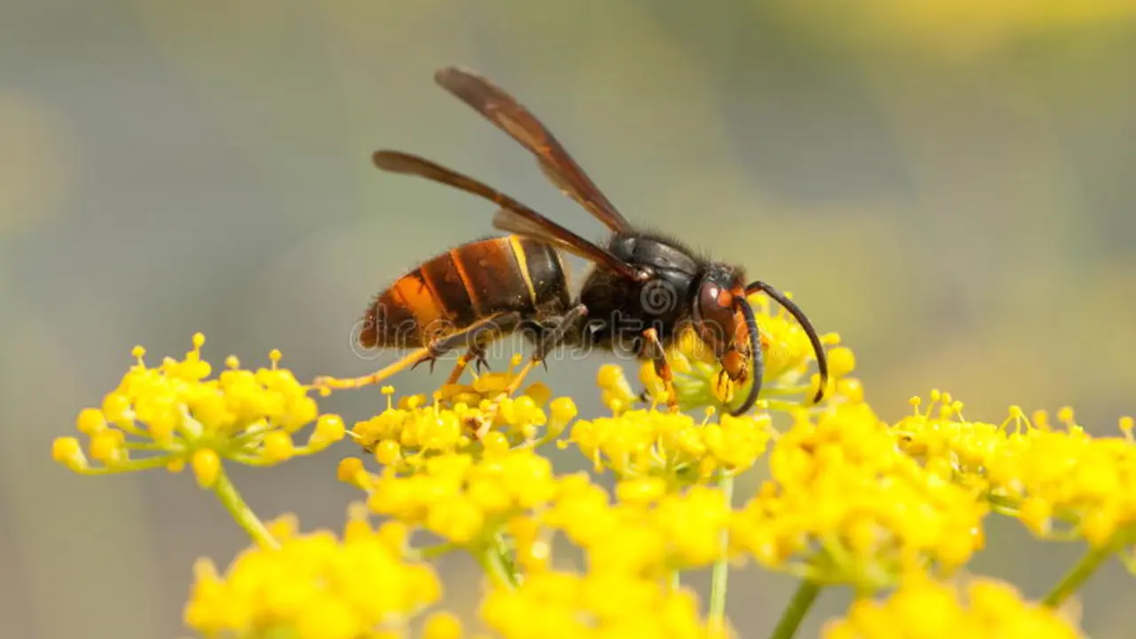 Foto avespa velutina.