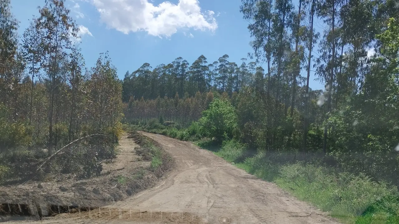 Pista forestal de Montemaior reaberta tralos danos realizados polas talas..