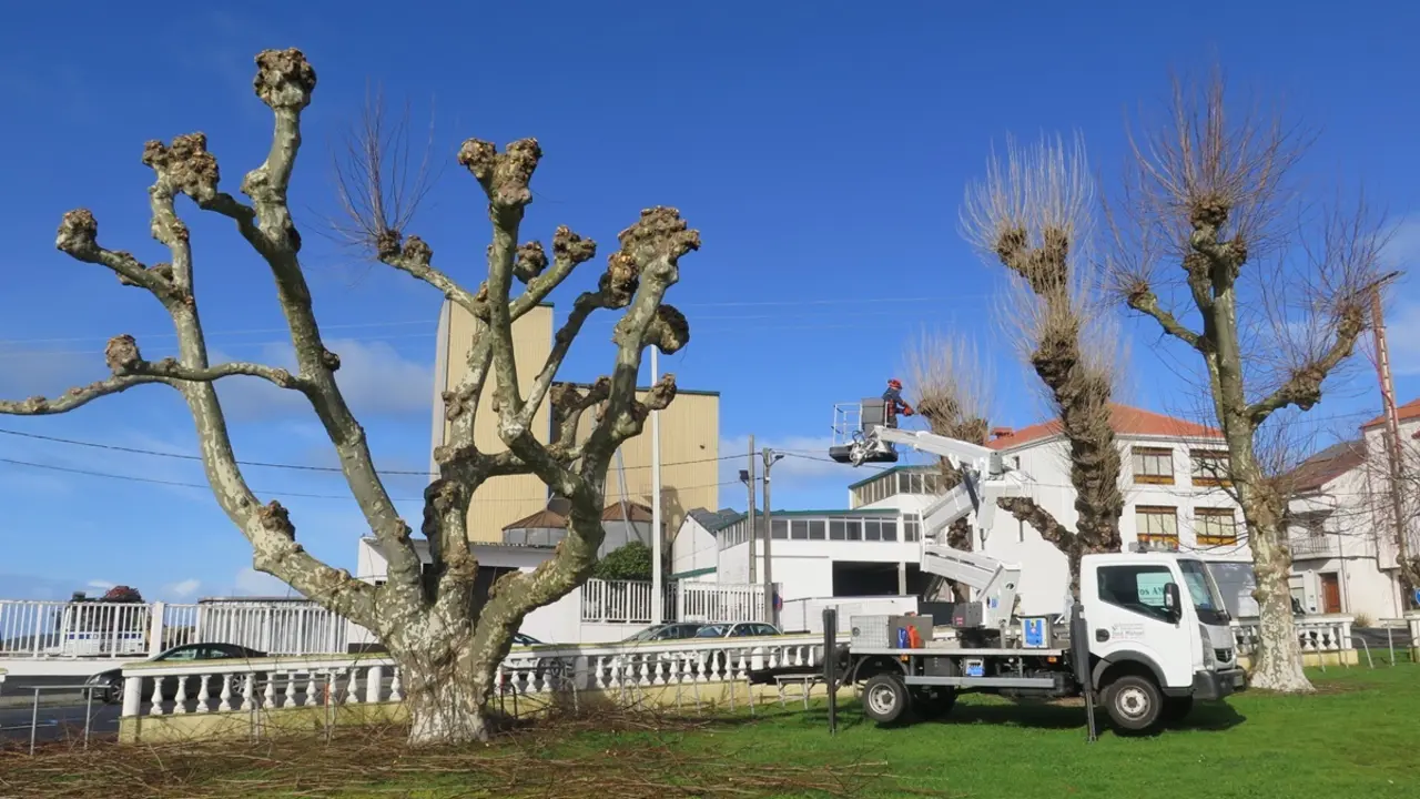 Poda de &aacute;rboles en el Campo da Feira de Paiosaco.