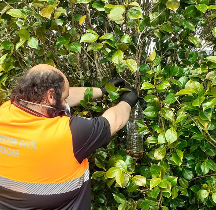 trampeo para raíñas de avespa velutina